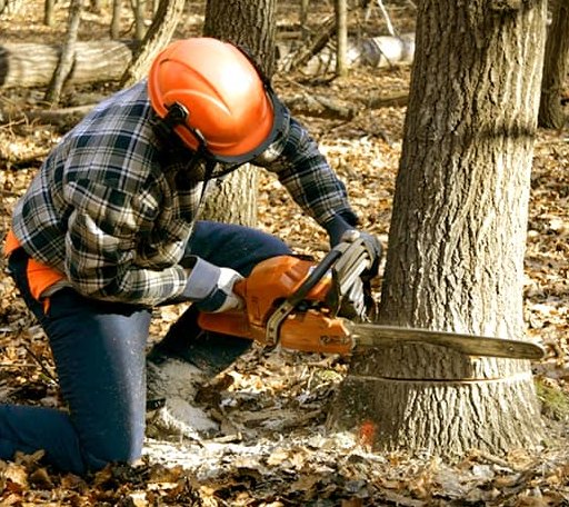 Tree Removal in Una, SC